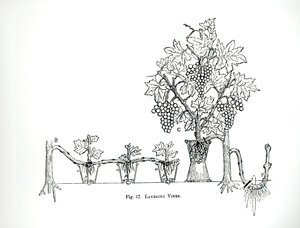 طبقات الكروم ، من كتاب توماس موسون `` فن وحرفة صناعة الحدائق '' ، نُشر عام 1900 (نقش) (صورة بالأبيض والأسود) بواسطة توماس هايتون موسون