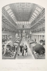 متحف Hunterian ، الكلية الملكية للجراحين ، من حانة "London Interiors with the Costumes and Ceremonies". جوزيف ميد ، لندن ، 1843 (نقش الفولاذ) بواسطة توماس هوسمر شيبرد
