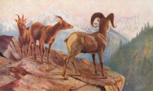 خراف جبلية في المنزل (طباعة حجرية ملونة)