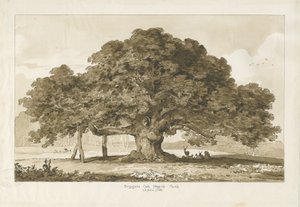 بليثفيلد - البلوط المتسول: رسم بني داكن ، 1837 بواسطة توماس بيبلو وود