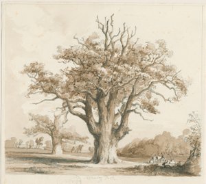 قاعة تيديسلي - أشجار البلوط: رسم بالقلم الرصاص وغسل ، بدون تاريخ [نوفمبر 1842] بواسطة توماس بيبلو وود