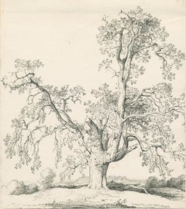 Tutbury - "Wych Elm": الرسم بالقلم الجاف والحبر بواسطة توماس بيبلو وود