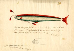 رسم بالألوان المائية لسمكة نيولن المجذاف (ريجاليكوس جليسن)، حوالي عام 1849 (قلم رصاص وألوان مائية على ورق) بواسطة أريكة توماس كويلر