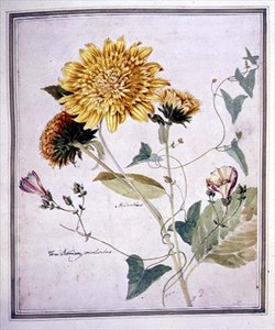 Helianthus و Convolvulus (ألوان مائية على ورق)
