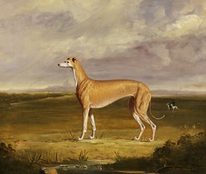 The Greyhound, c.1830 (oil on canvas) بواسطة توماس دبليو بريتلاند