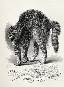 قطة خائفة من قبل كلب ، من فيلم "التعبير عن المشاعر في الإنسان والحيوانات" تشارلز داروين ، 1872 (ليثو)
