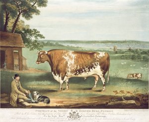 ثور هورنرد قصير ، باتريوت ، منقوش بواسطة ويليام وارد ، شروزبري ، 1810 (نقش الألوان) بواسطة توماس ويفر