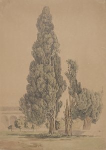 السرو