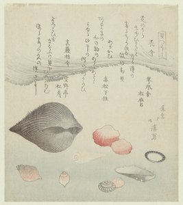 قشرة زهرة ، قشرة حمراء وقذيفة حمراء نقية Hanagai akagai masuogai (العنوان على الكائن) سلسلة قذائف (عنوان المسلسل) كايتسوكوشي (عنوان السلسلة على الكائن) بواسطة توتو هوكي