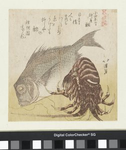 القاروص البحري من Yanagiya في Odawara Chô Odawara Cho Yanagiya tai (العنوان على الكائن) المنتجات الشهيرة من Edo (عنوان المسلسل) Edo Meibutsu (عنوان المسلسل على الكائن) بواسطة توتو هوكي