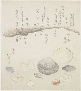 القشرة المنسية ، قشرة زهر البرقوق وقشرة الكرز Wasuregai ، umenohanagai ، sakuragai (العنوان على الكائن) سلسلة قذائف (عنوان المسلسل) كايتسوكوشي (عنوان السلسلة على الكائن) بواسطة اساهي توموهيكو