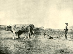 فريق بولوك المحراث ، 1901. بواسطة غير معروف