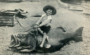 جواد مريب! - باس البحر الأسود - الوزن 363 جنيه 1901. بواسطة غير معروف