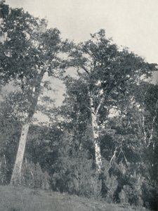 غابة من خشب الزان في أنتاركتيكا في تيموكو ، 1911 بواسطة غير معروف