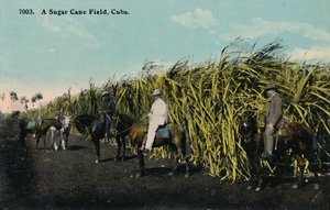 حقل قصب السكر ، كوبا ، 1912. بواسطة غير معروف