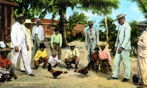 معركة الديك ، بورتوريكو ، 1909 بواسطة غير معروف