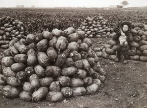 طفلة صغيرة مع أكوام من اللفت المحصود ، بالقرب من لاندسكرونا ، السويد ، 1910 بواسطة غير معروف