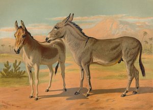 الحبشية البرية الذكور الحمار & Onager الهندي الإناث ، c1879. بواسطة غير معروف