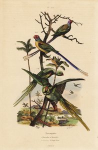 ببغاء الكسندرين ، Psittacula eupatria ، وببغاء طويل الذيل ، ببغاء ألكسندر Psittacula longicauda وببغاء طويل الذيل بواسطة غير معروف