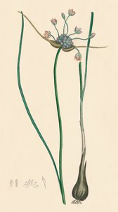 Oleraceum var. حقيقي. صادق. صميم. حقل الثوم فار. القرن التاسع عشر: بواسطة غير معروف