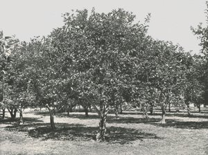 بستان برتقال بالقرب من المدينة ، سانت أوغسطين ، الولايات المتحدة الأمريكية ، 1895. بواسطة غير معروف