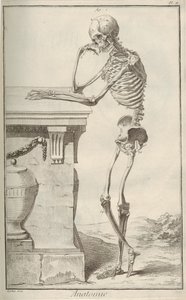 تشريح. من Encyclopédie بقلم دينيس ديدرو وجان لو روند دالمبرت ، 1751-1765. بواسطة غير معروف