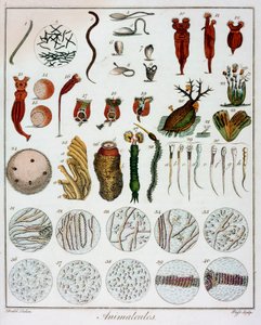 "Animalcules" لاحظها أنطون فان ليوينهوك ، عام 1795 بواسطة غير معروف