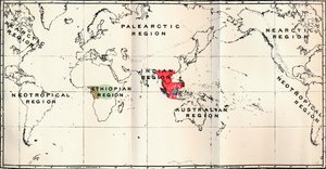 Anthropoidea - Hylobates Red ، Simia Blue ، Gorilla Brown ، Anthropopithecus Green ، 1897 بواسطة غير معروف