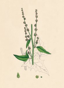 Atriplex Smithii. سميثز أوراشي ، القرن التاسع عشر بواسطة غير معروف