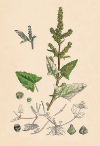 Atriplex deltoidea. أوراشي ذو الأوراق المثلثة ، القرن التاسع عشر بواسطة غير معروف