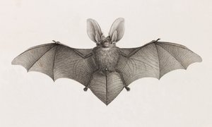 Bat eared variety, bats in Egypt بواسطة غير معروف