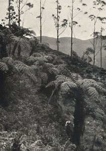 Baumfarne tAlsophila غطت UA ، 1926 بواسطة غير معروف