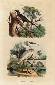طائر الشمس الجميل ، Cinnyris pulchella ، و spoonbill الشائع ، Platalea leucorodia بواسطة غير معروف