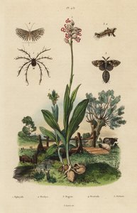 أوركيد النحل ، Ophrys apifera 1 ، Monkey Orchid ، Orchis simia 2 ، عثة Tussock صدئة ، Orgyia Antiqua 3 ، عشرين عمودًا ، Alucita hexadactyla 4 ، و Oribata geniculata mite 5 بواسطة غير معروف