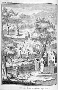 تربية النحل ، 1775 بواسطة غير معروف