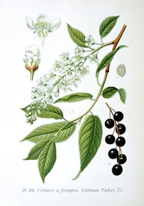 طائر الكرز ، 1893 بواسطة غير معروف