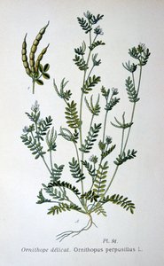 قدم الطيور ، 1893 بواسطة غير معروف