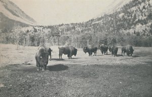 بيسون ، 1916 بواسطة غير معروف