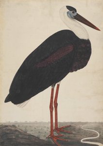 اللقلق الأسود في منظر طبيعي ، كاليفورنيا. 1780. بواسطة غير معروف