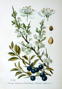 بلاكثورن ، 1893 بواسطة غير معروف