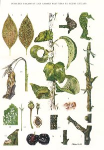 Botanical Board/Fruit Tree Parasites بواسطة غير معروف
