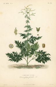 Bugbane or cohosh, Actaea cimicifuga, Cimicifuga foetida, Cimicaire fetide بواسطة غير معروف