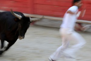 مصارعة الثيران (دورة كامارجواز). مشهد غير دموي (للثيران) هدفه انتزاع وردة من رأس ثور ، فالابريج ، فرنسا بواسطة غير معروف