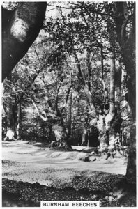 Burnham Beeches ، باكينجهامشاير ، 1937 بواسطة غير معروف