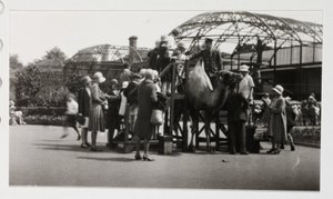 ركوب الجمل عام 1930 بواسطة غير معروف