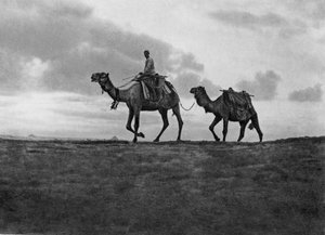 الإبل في الصحراء خارج القاهرة ، مصر ، 1920 م بواسطة غير معروف