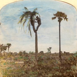الكابتن عثمان يطلق النار من شجرة بمساعدة الأشرطة ، الهند ، 1900s بواسطة غير معروف