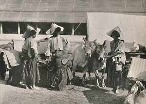مشهد القافلة مع شانس في بهامو ، 1900. بواسطة غير معروف