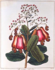 جوز الكاجو - Anacardium occidentale، c1798 بواسطة غير معروف