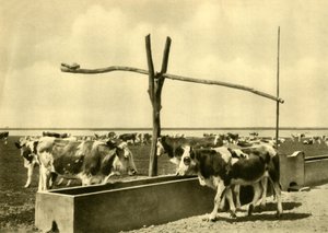شرب الماشية في حوض صغير ، بورغنلاند ، النمسا ، c1935. بواسطة غير معروف